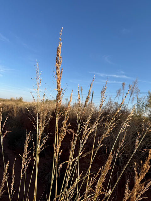 Renacient Ranch Who We Are and What We Do – Rendic Ranch Online