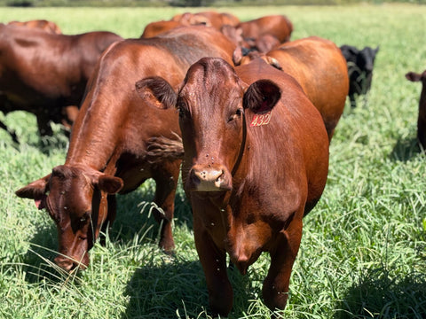 Renacient Ranch Who We Are and What We Do – Rendic Ranch Online